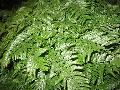 Rabbit Foot Fern / Davallia fejeensis   